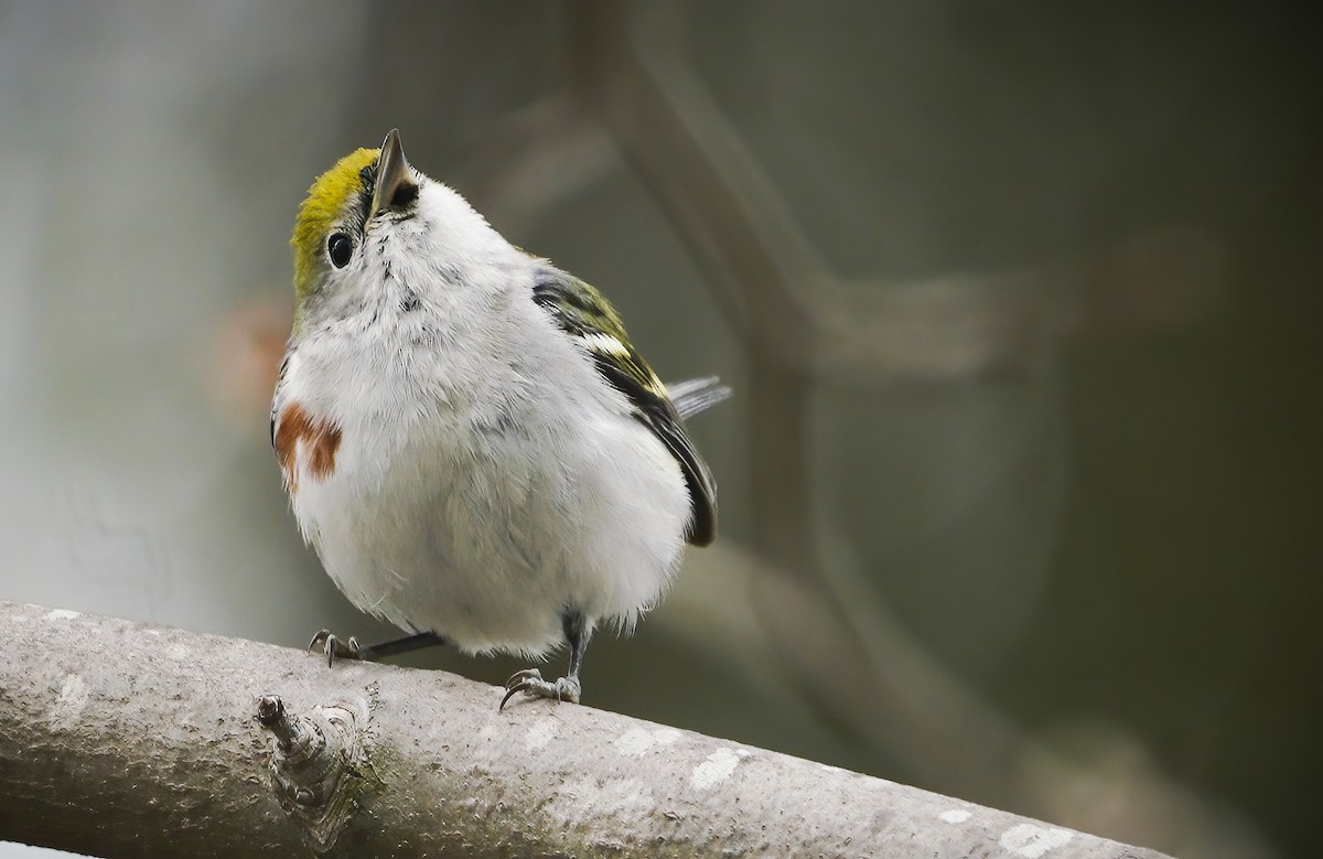 Chestnut-sided Warbler - Anonymous