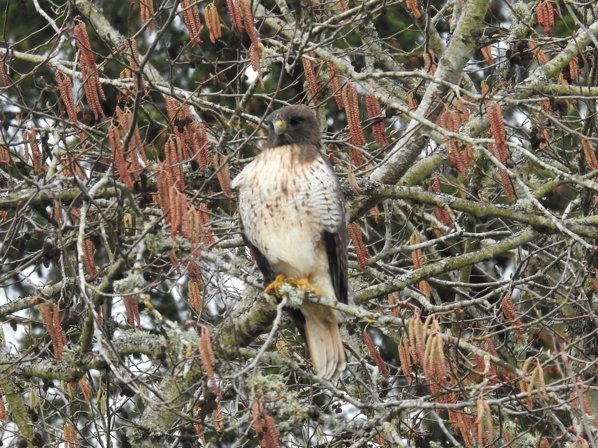 Red-tailed Hawk - Erik Bergman