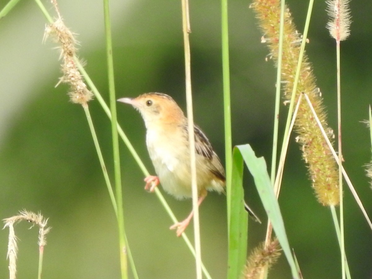 Golden-headed Cisticola - ML318432521