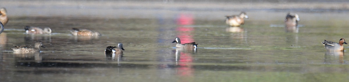 Blue-winged Teal - ML318432771