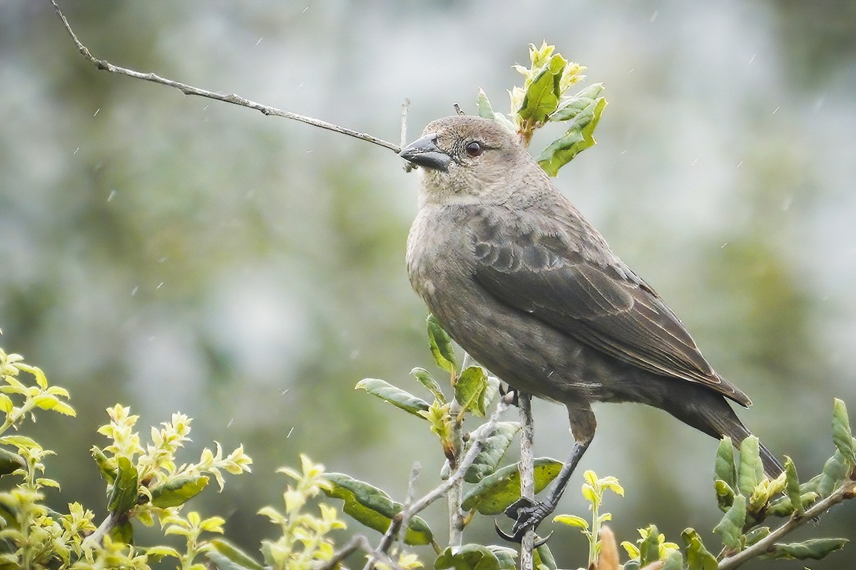 Bronzed Cowbird - Anonymous
