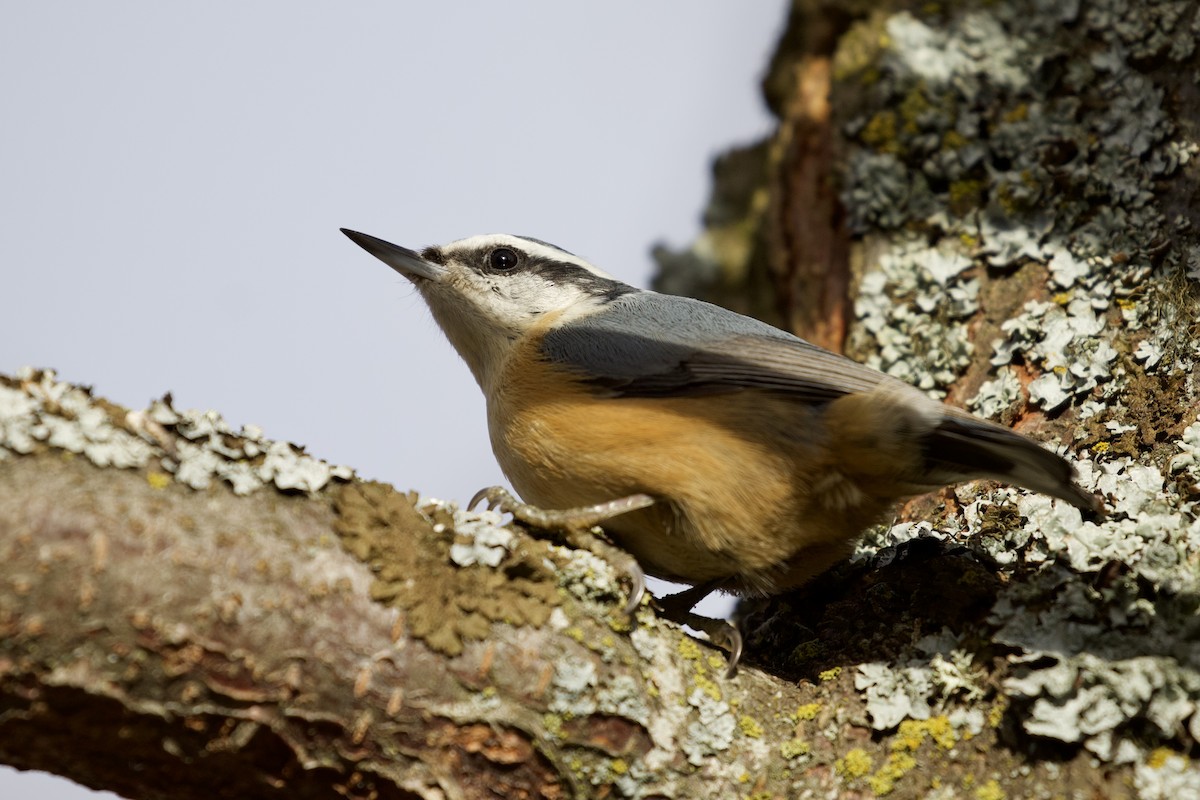 Red-breasted Nuthatch - ML318434401