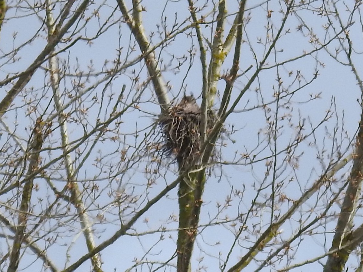 Great Horned Owl - ML318435521