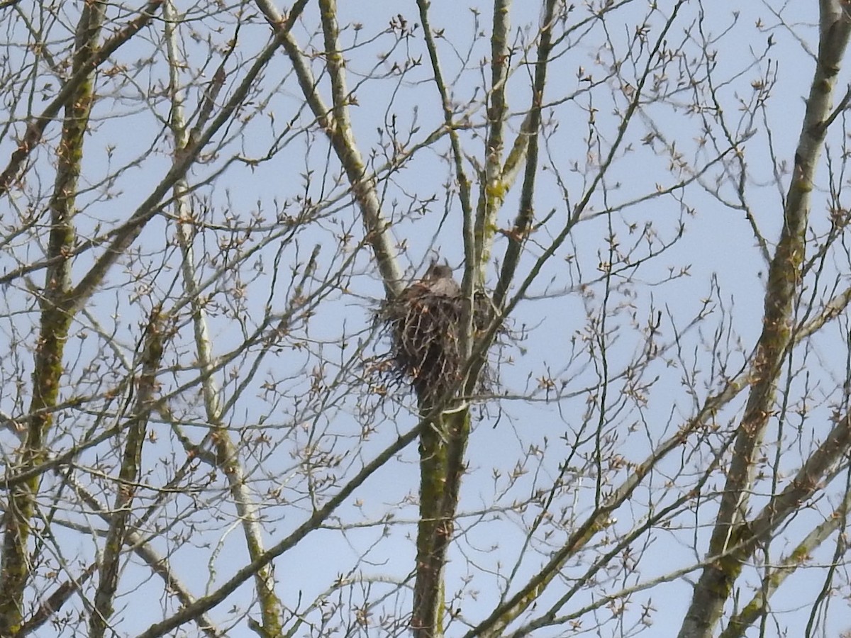 Great Horned Owl - ML318435531