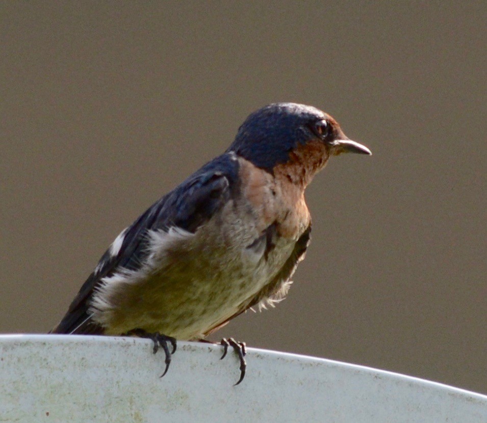 Pacific Swallow - ML31843581