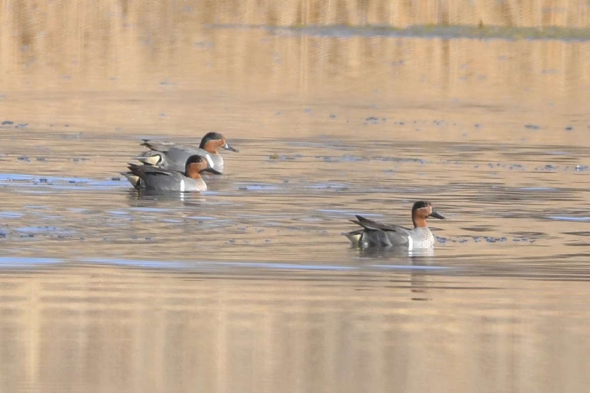 Green-winged Teal - ML318435821