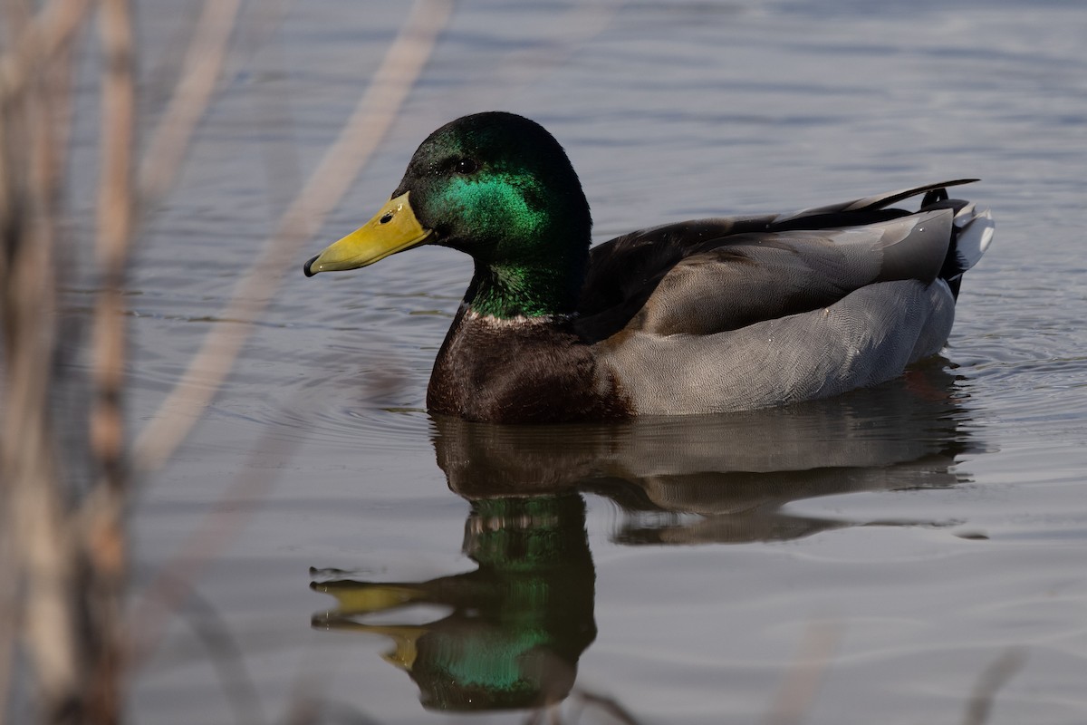 Mallard - Tiffany Blasingame