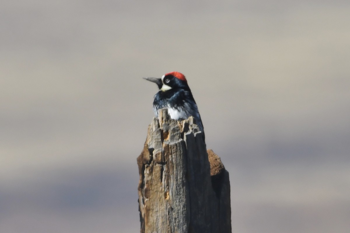 Acorn Woodpecker - ML318437471