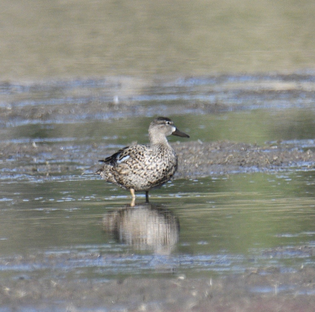 Blue-winged Teal - ML318437751