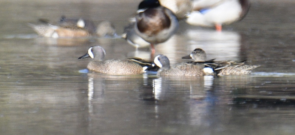 Blue-winged Teal - ML318438391