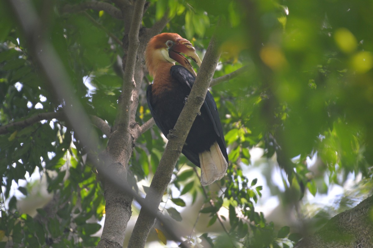 Cálao de la Narcondam - ML318438821