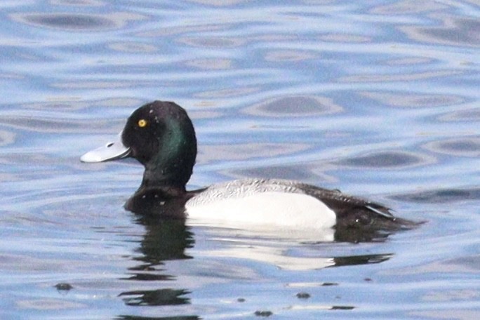 Lesser Scaup - ML318440271