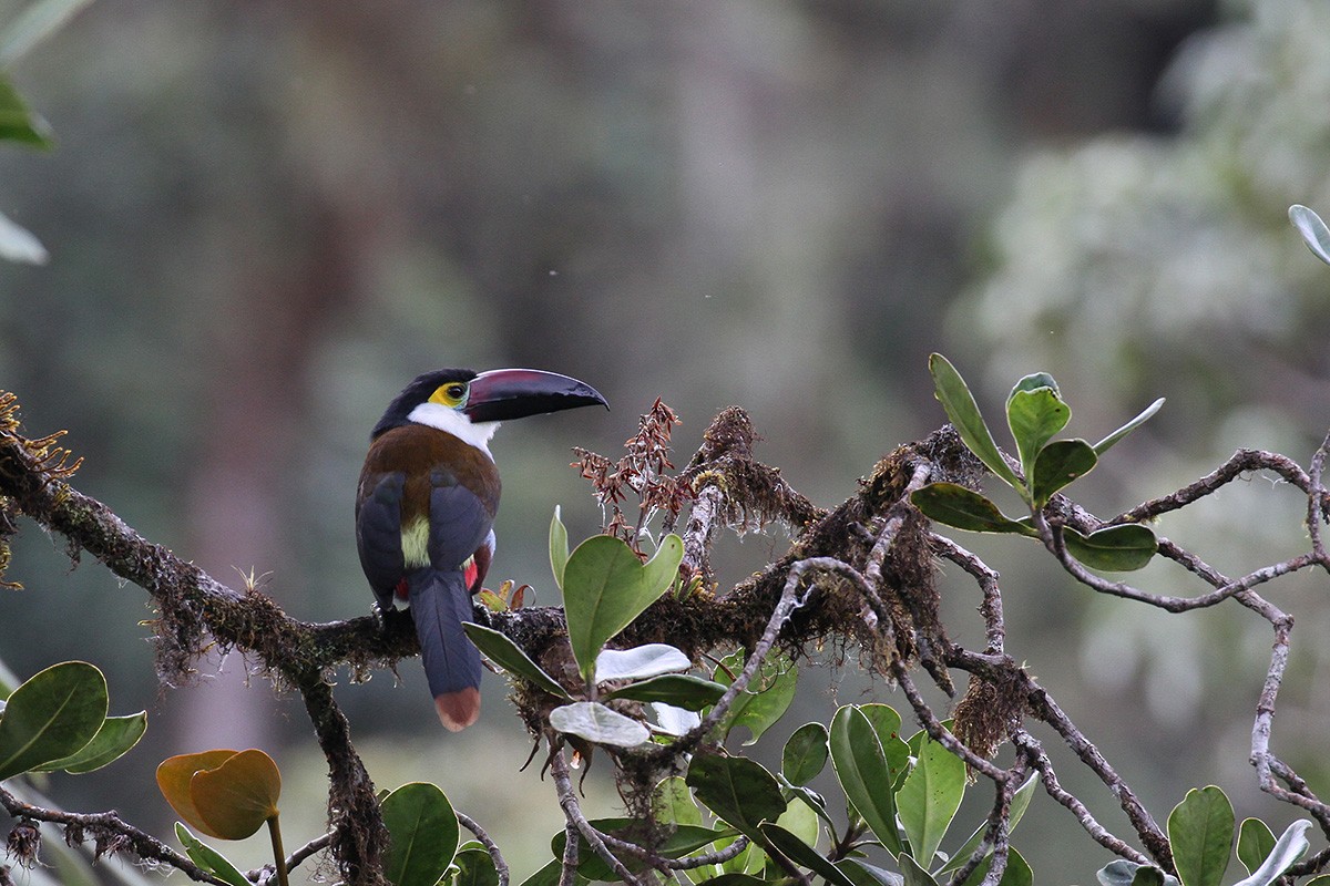 Black-billed Mountain-Toucan - Fabrice Schmitt