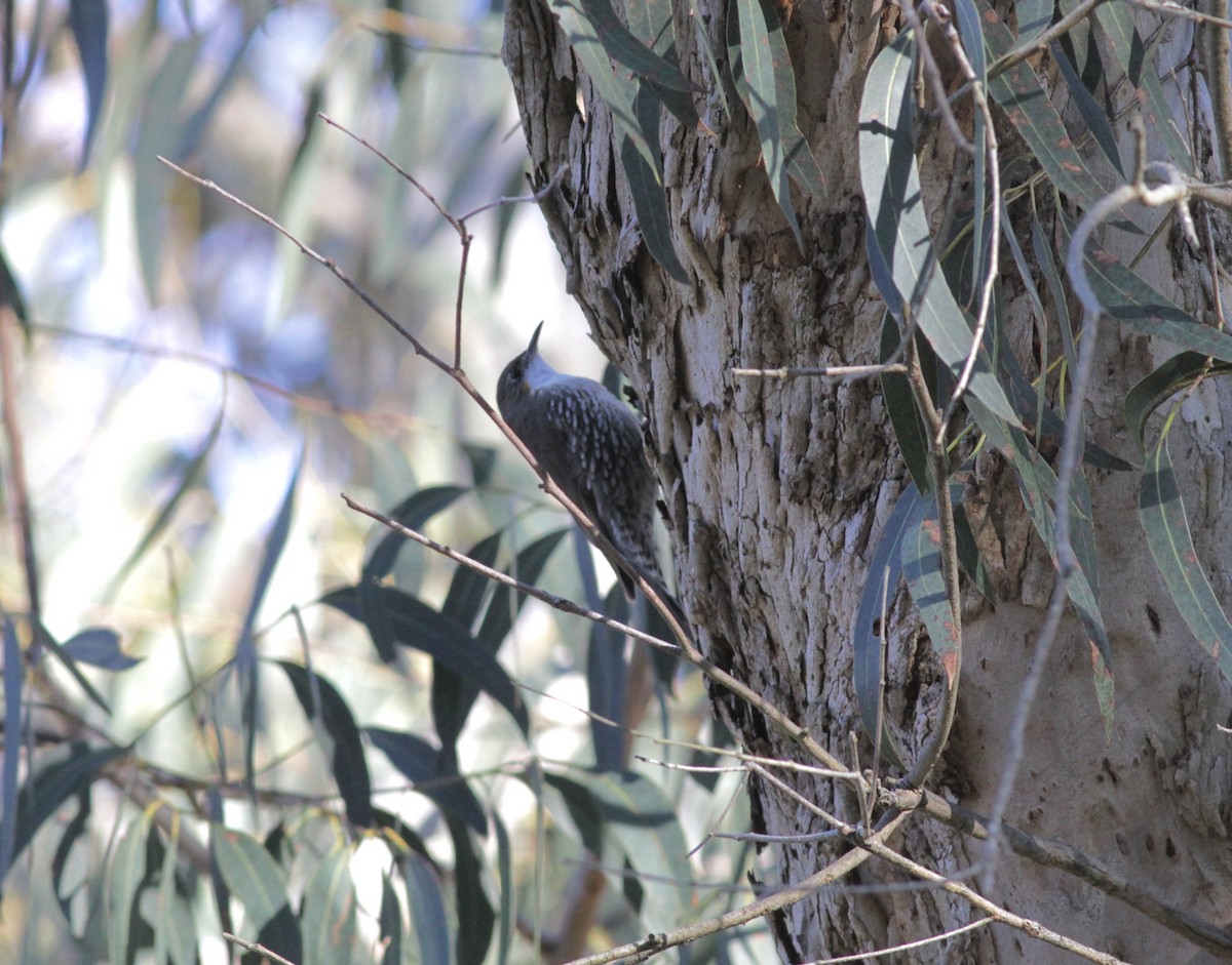 White-throated Treecreeper (White-throated) - ML31844271