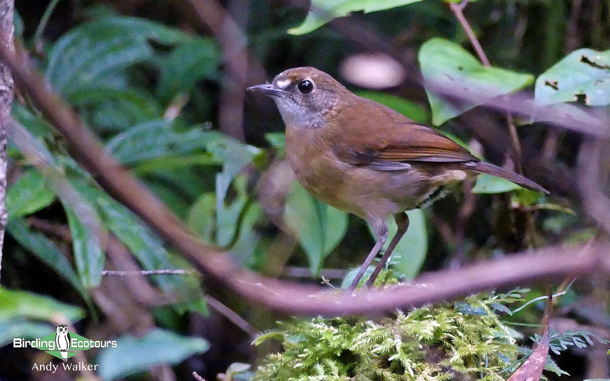 Lesser Ground-Robin - Andy Walker - Birding Ecotours