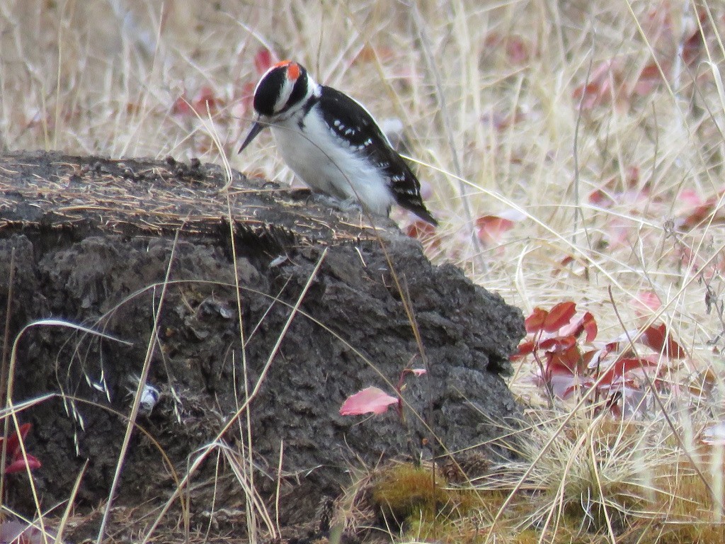Hairy Woodpecker - ML318443391