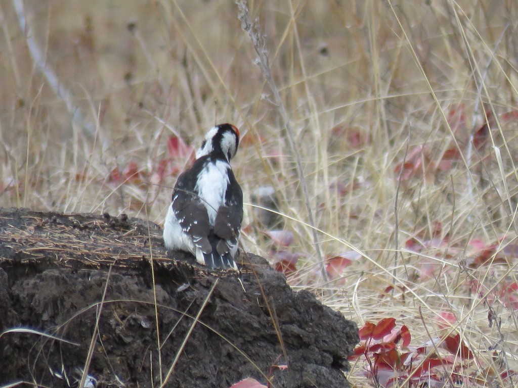 Hairy Woodpecker - ML318443401