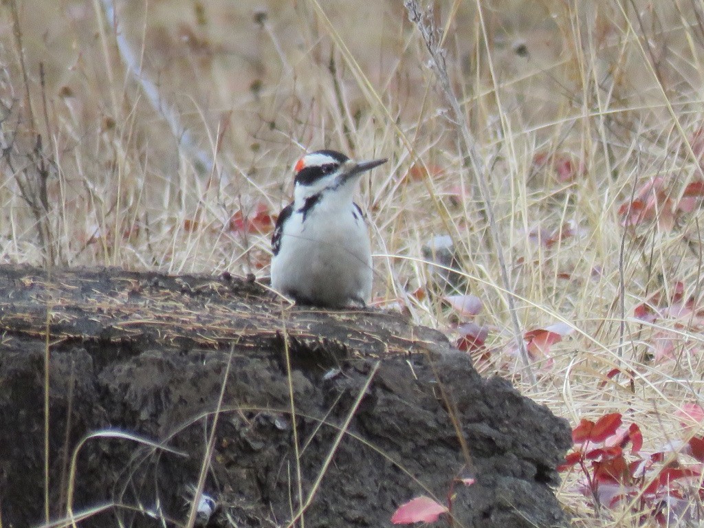 Hairy Woodpecker - Cathy  Ross