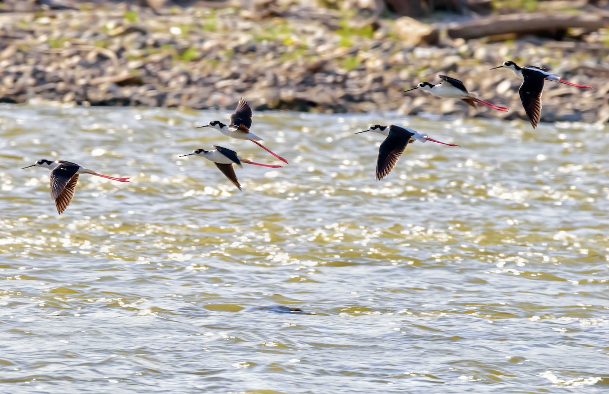 Black-necked Stilt - ML318443931