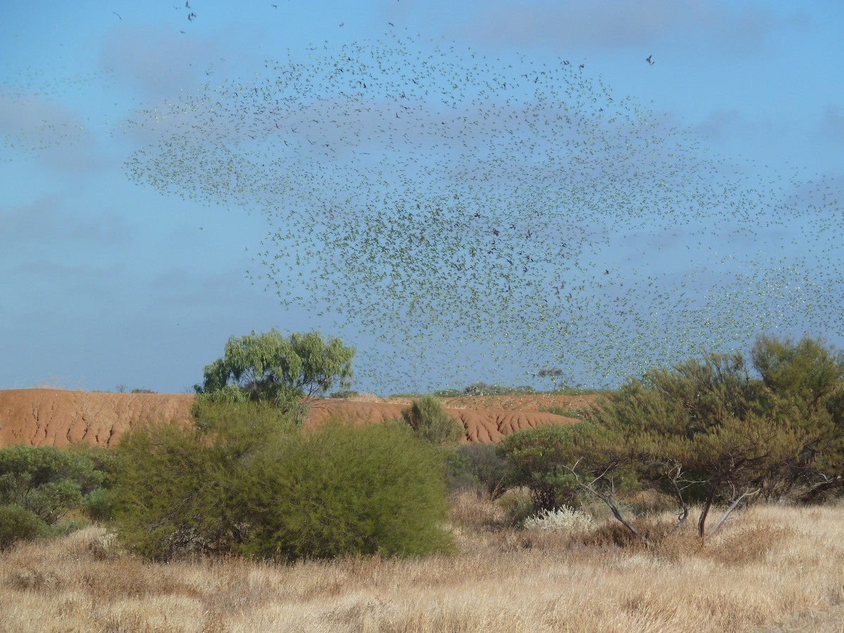 Bourke's Parrot - ML318444601