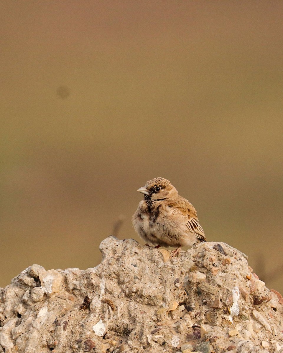 Ashy-crowned Sparrow-Lark - ML318444831