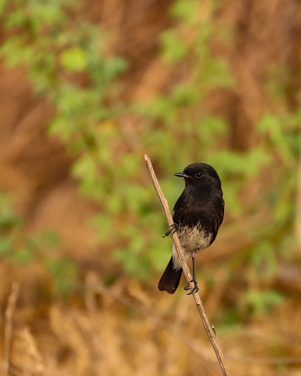 Pied Bushchat - ML318445131