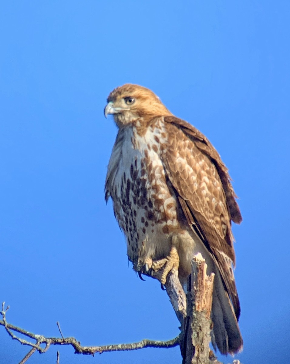 Red-tailed Hawk - ML318445941