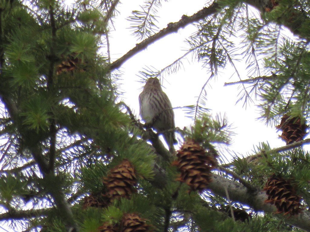 Pine Siskin - Cathy  Ross