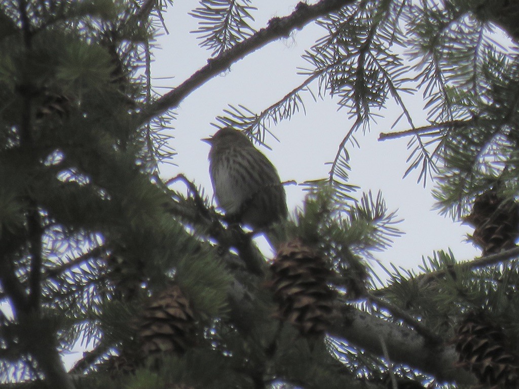 Pine Siskin - ML318446501