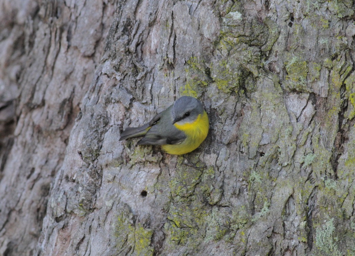 Eastern Yellow Robin - Odile Maurelli