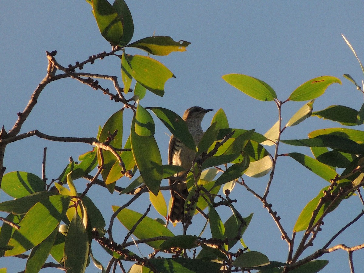 Little Bronze-Cuckoo - George Vaughan