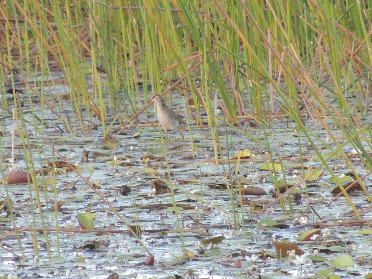 White-browed Crake - George Vaughan