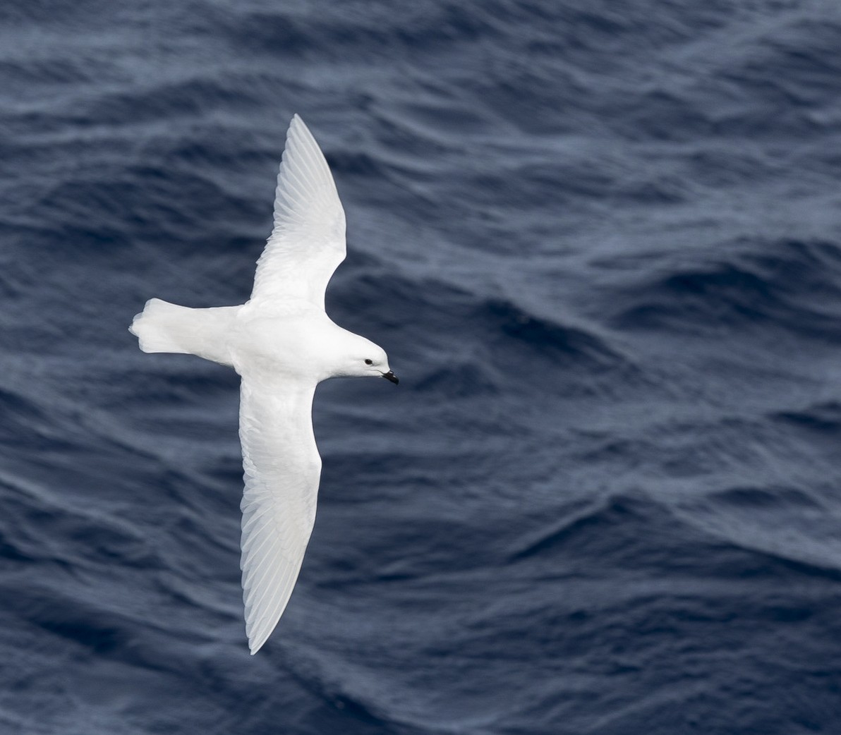 Snow Petrel - ML318448001