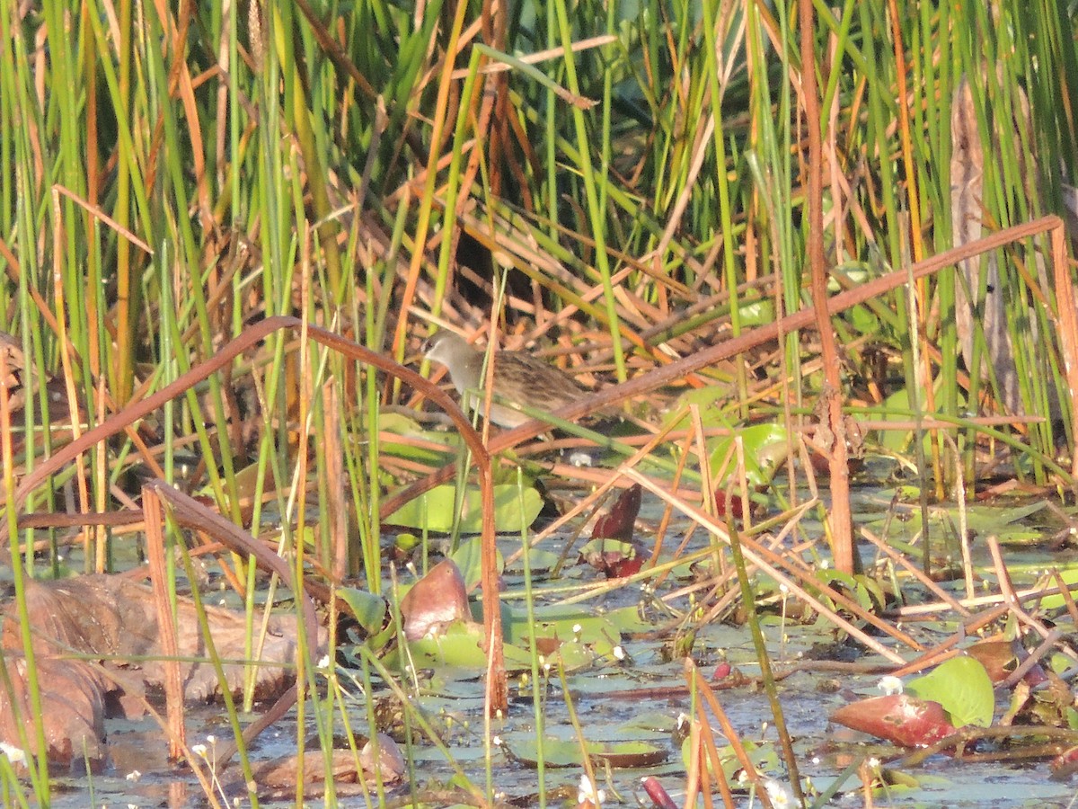 White-browed Crake - George Vaughan