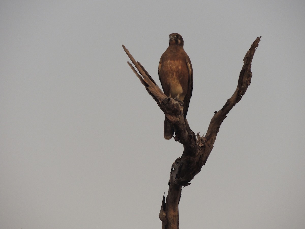 Brown Falcon - ML318448551