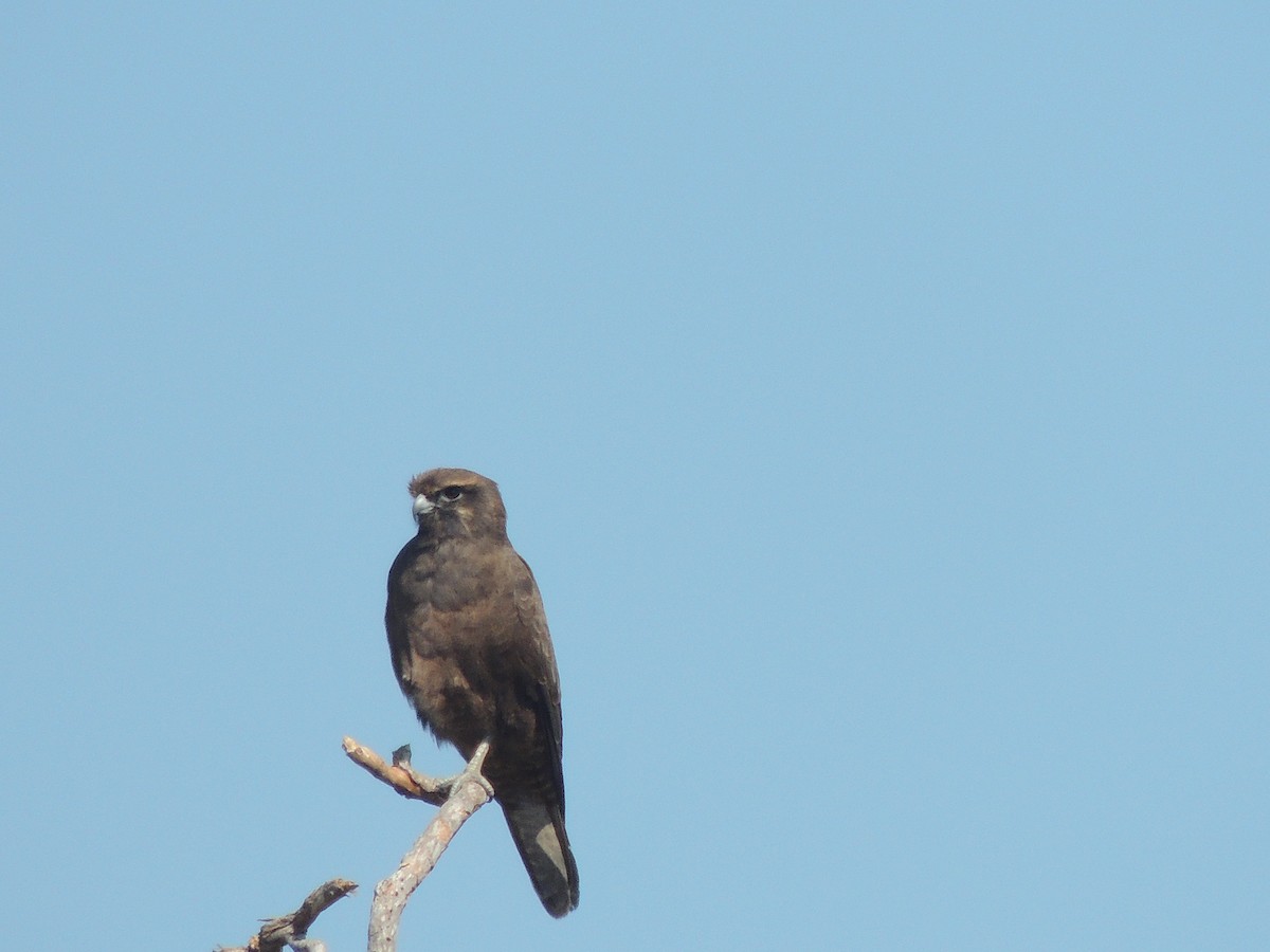 Brown Falcon - ML318451061