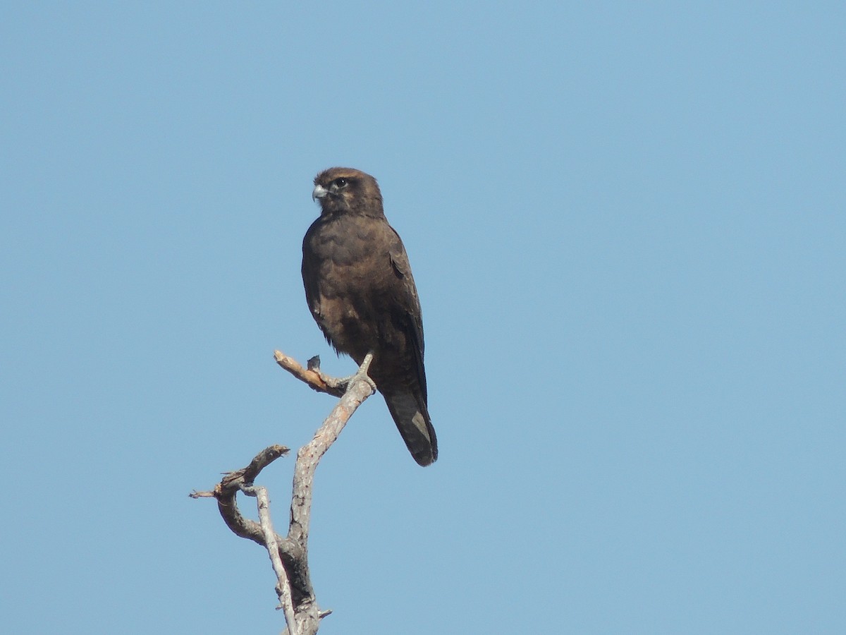 Brown Falcon - ML318451211