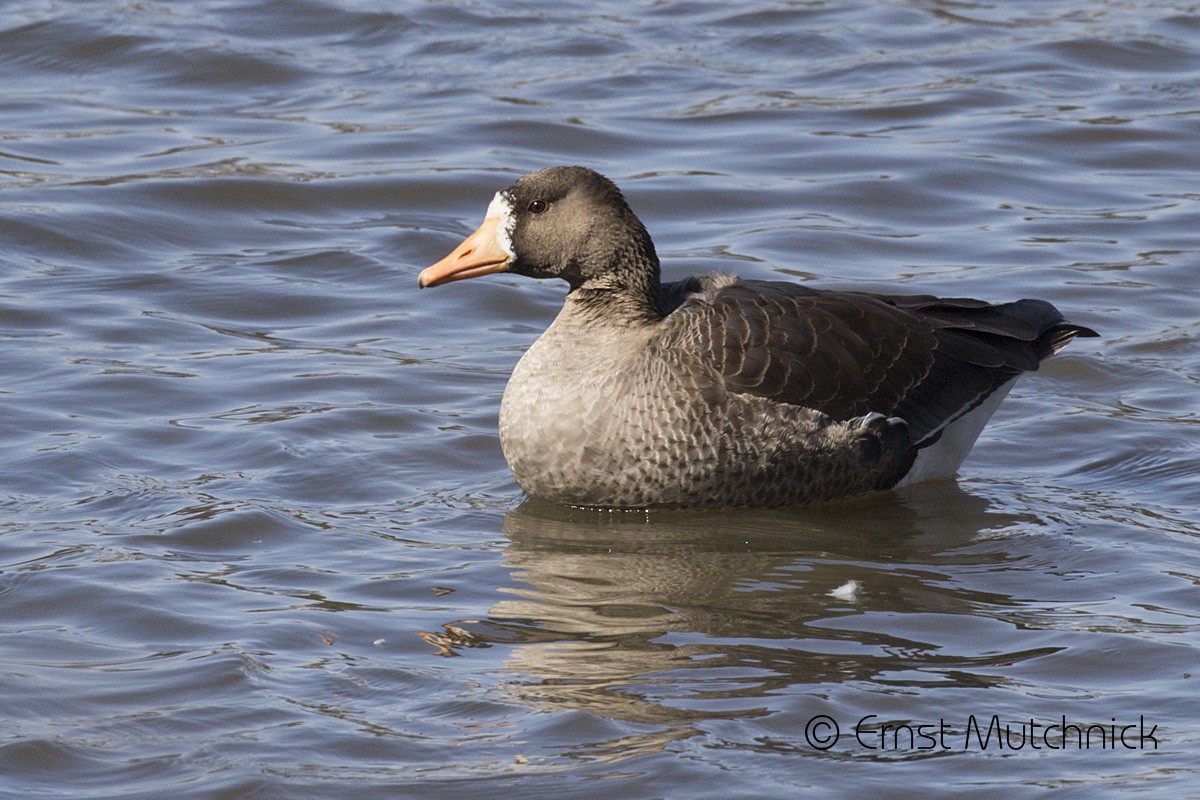 Greater White-fronted Goose - ML318451291