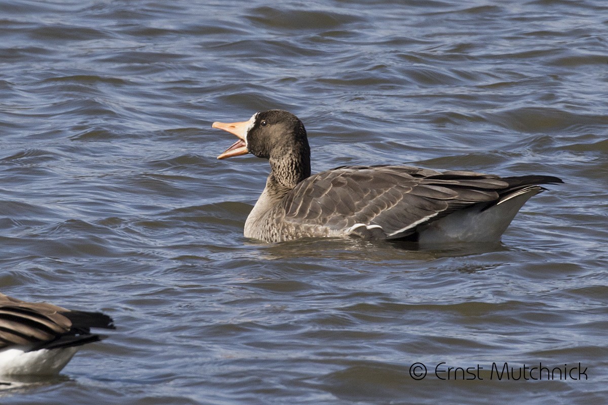 Greater White-fronted Goose - ML318451301
