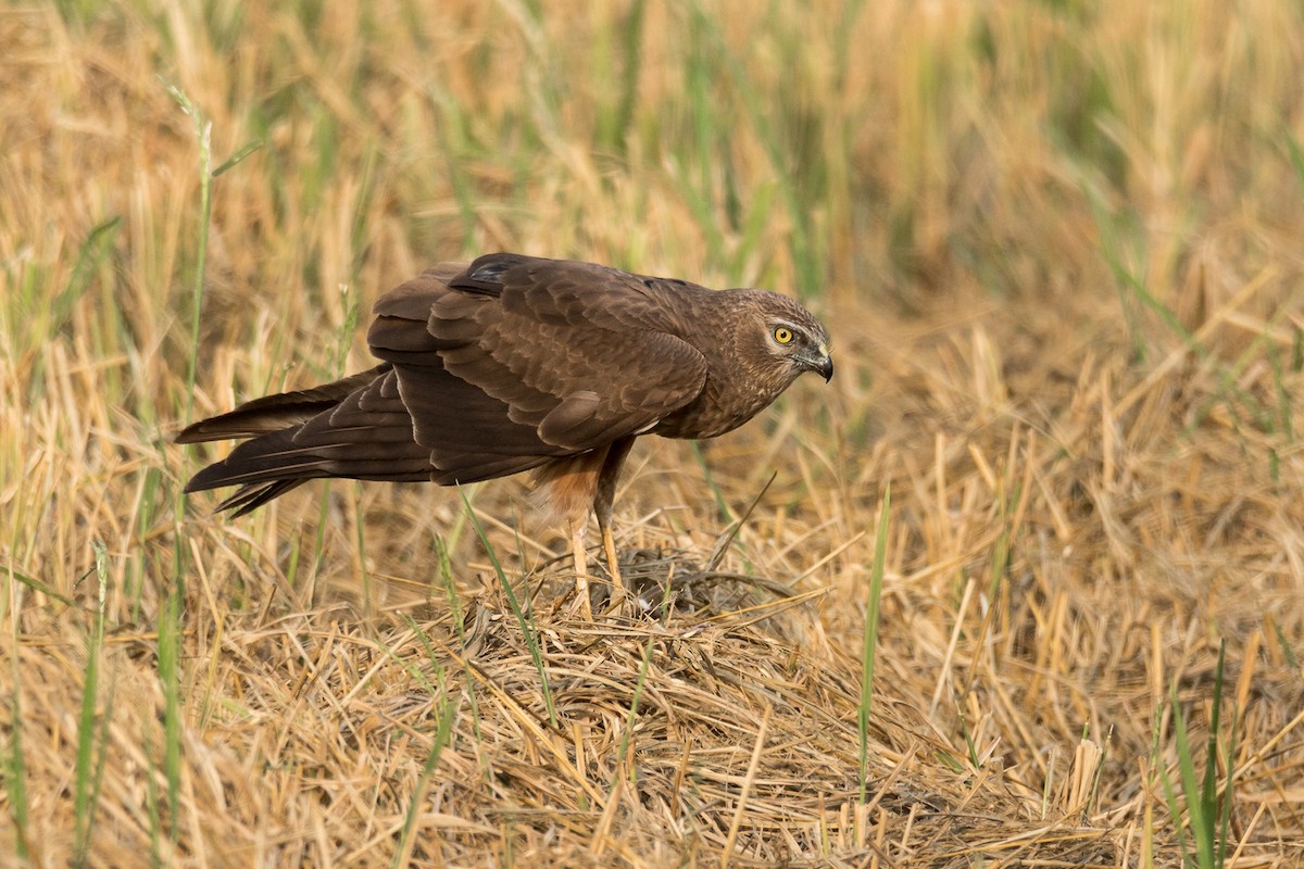 Pied Harrier - ML318451371