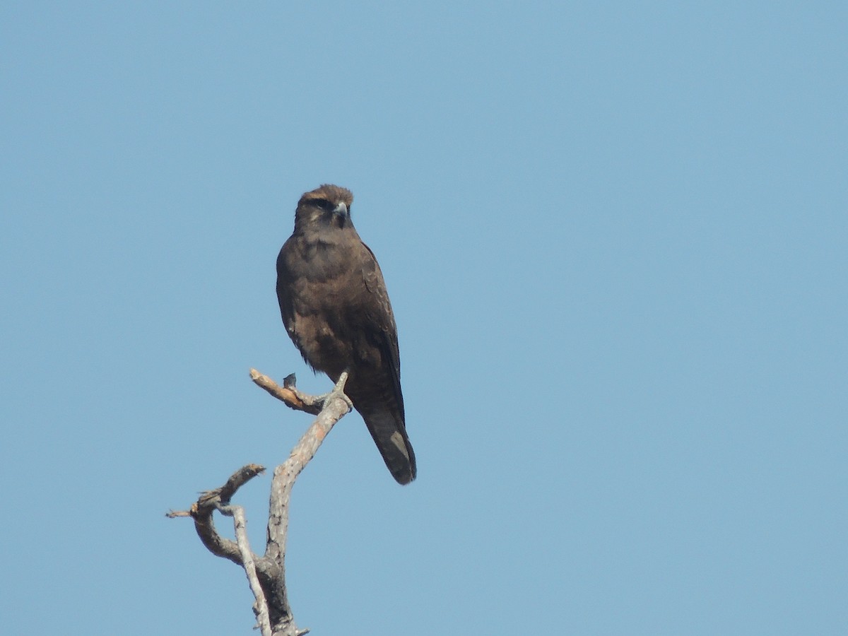 Brown Falcon - ML318451411