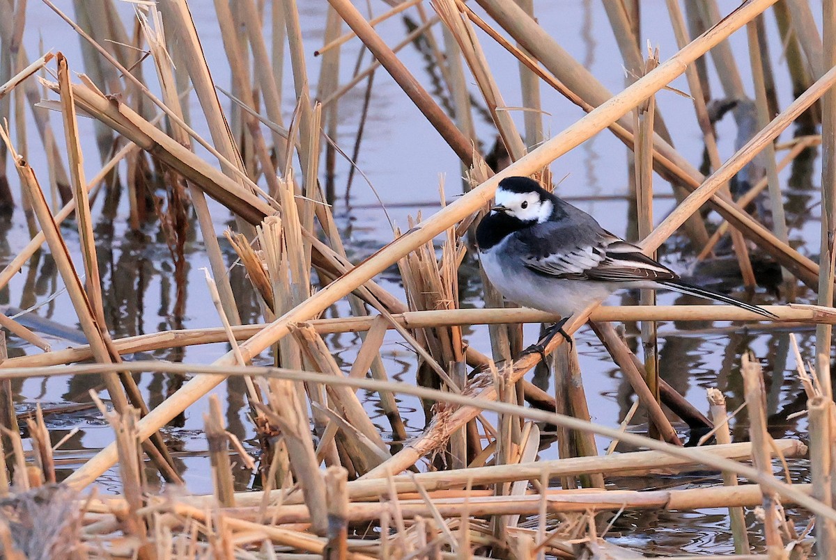 White Wagtail (British) - ML318451431