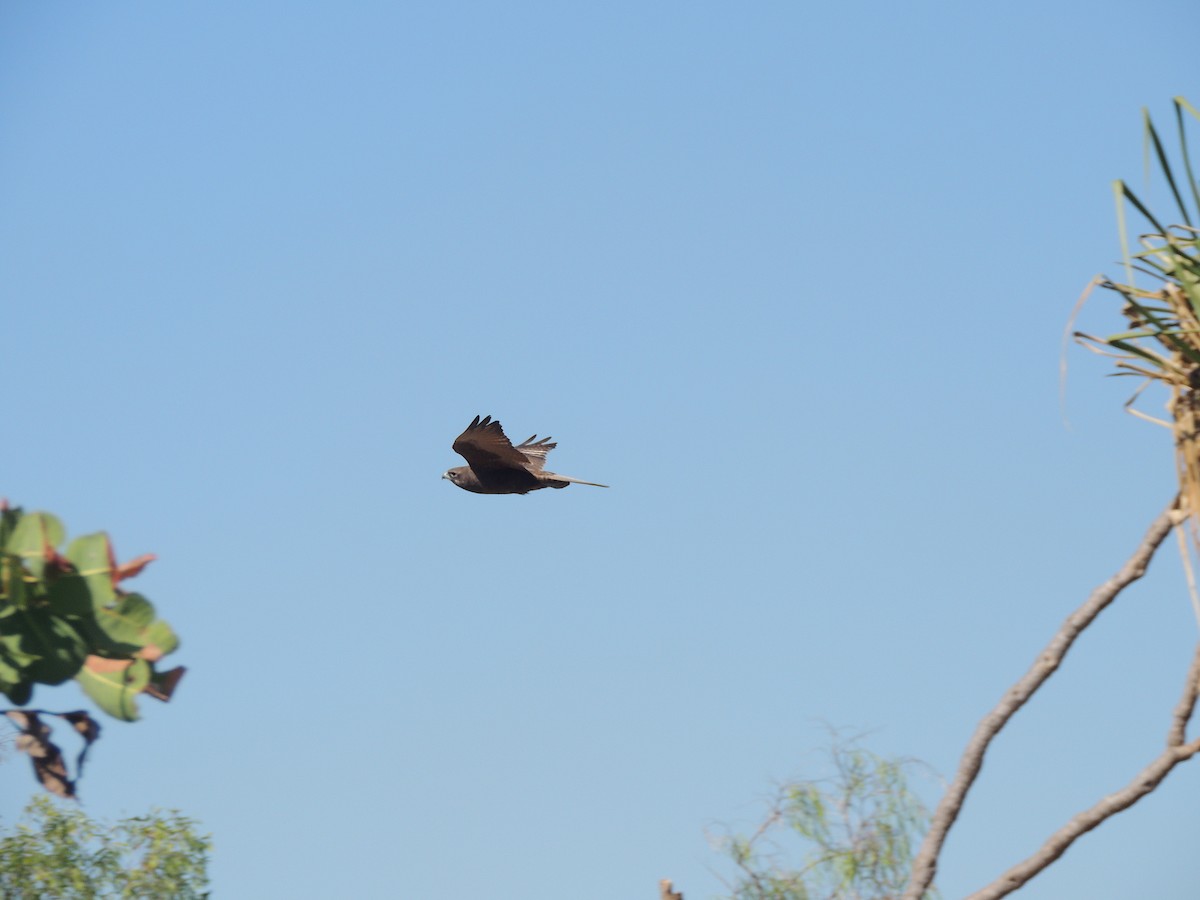 Brown Falcon - ML318451801