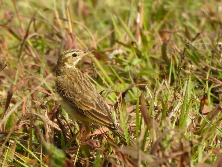 Paddyfield Pipit - ML318454541