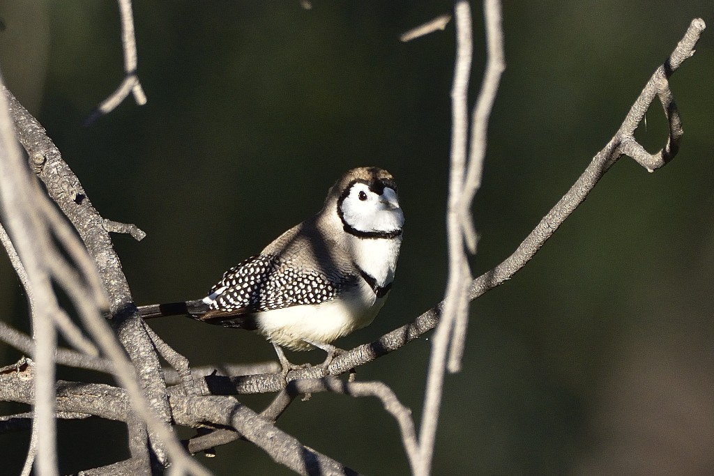 Double-barred Finch - Anthony Katon