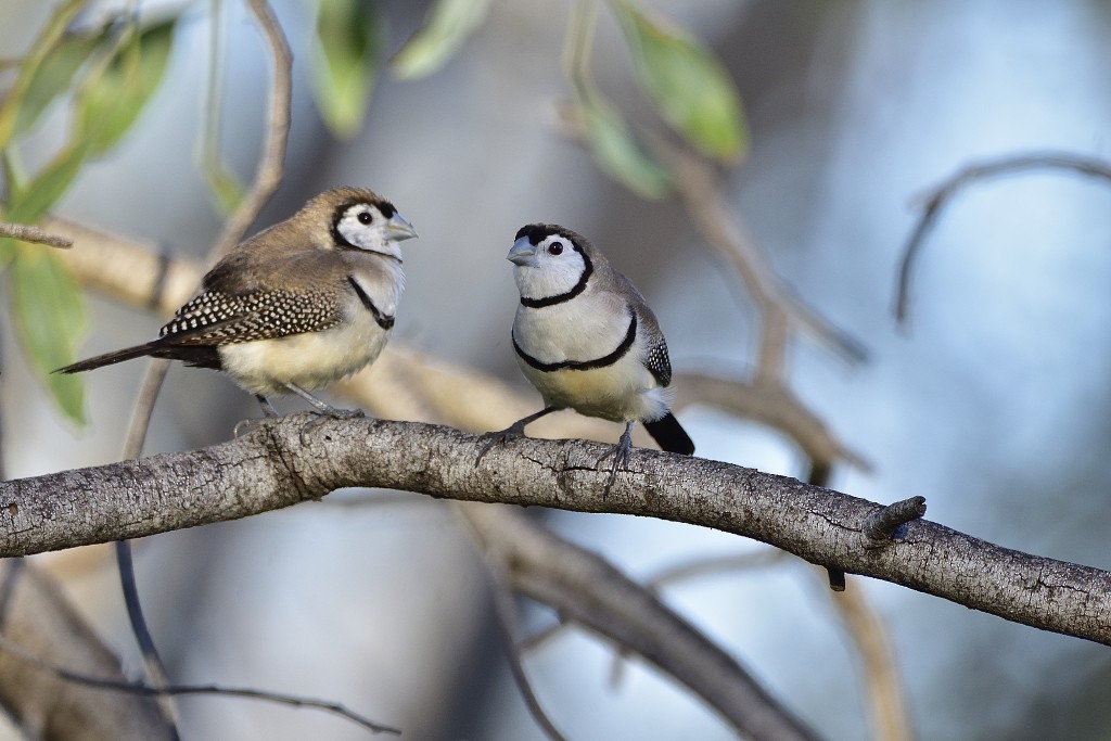 Double-barred Finch - Anthony Katon