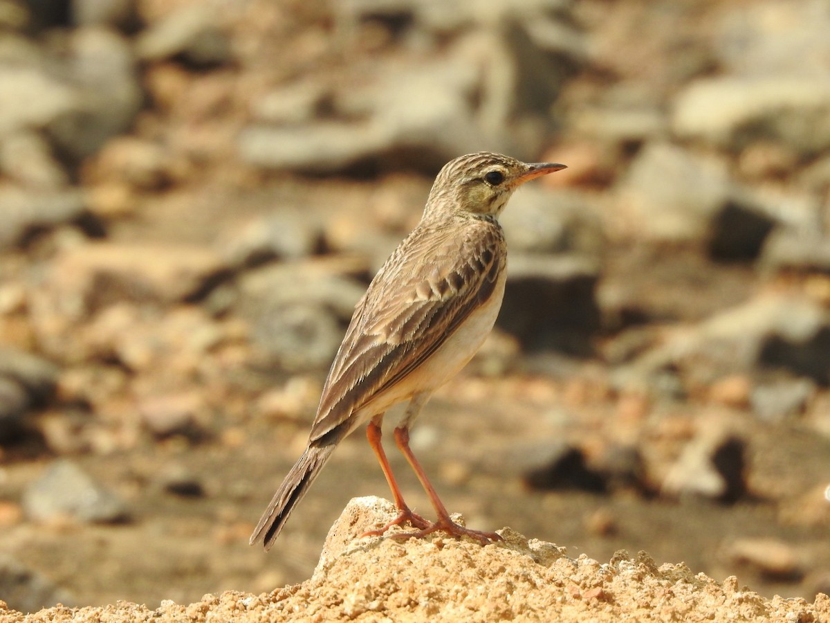 Paddyfield Pipit - GOVIND GIRIJA