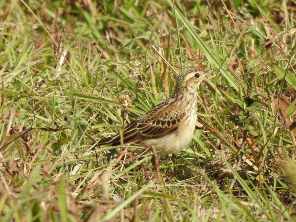 Paddyfield Pipit - ML318454631