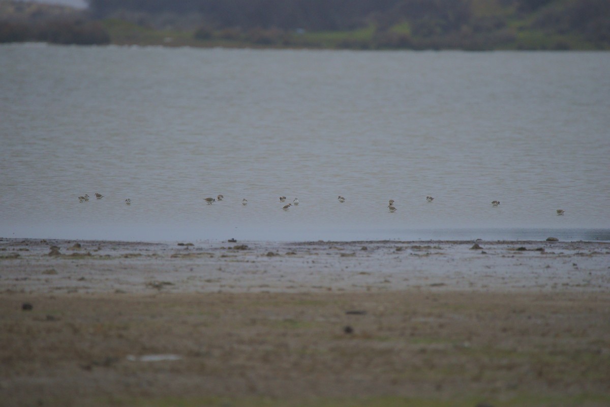 Kentish Plover - ML318455071