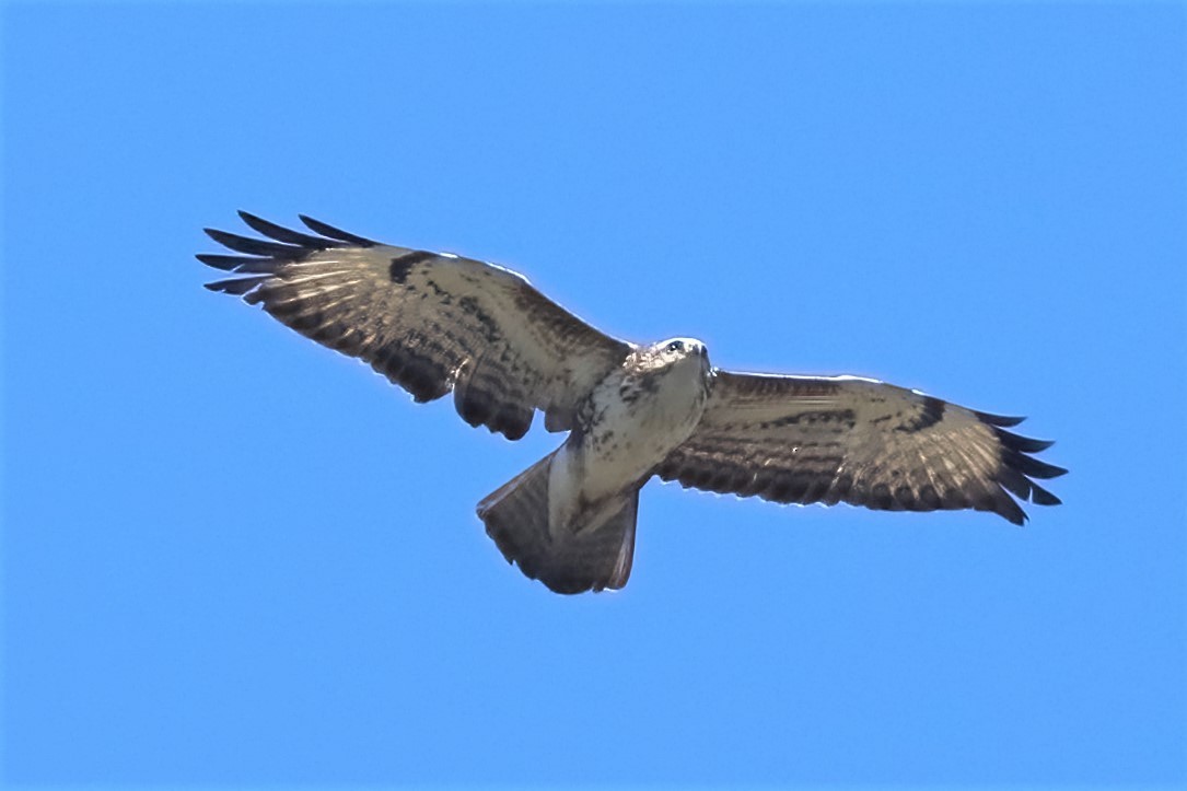 Common Buzzard - ML318457301